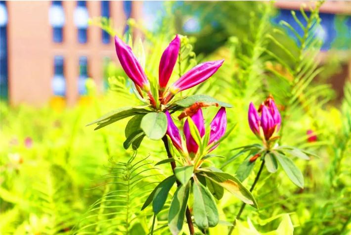 重庆足下软件学院